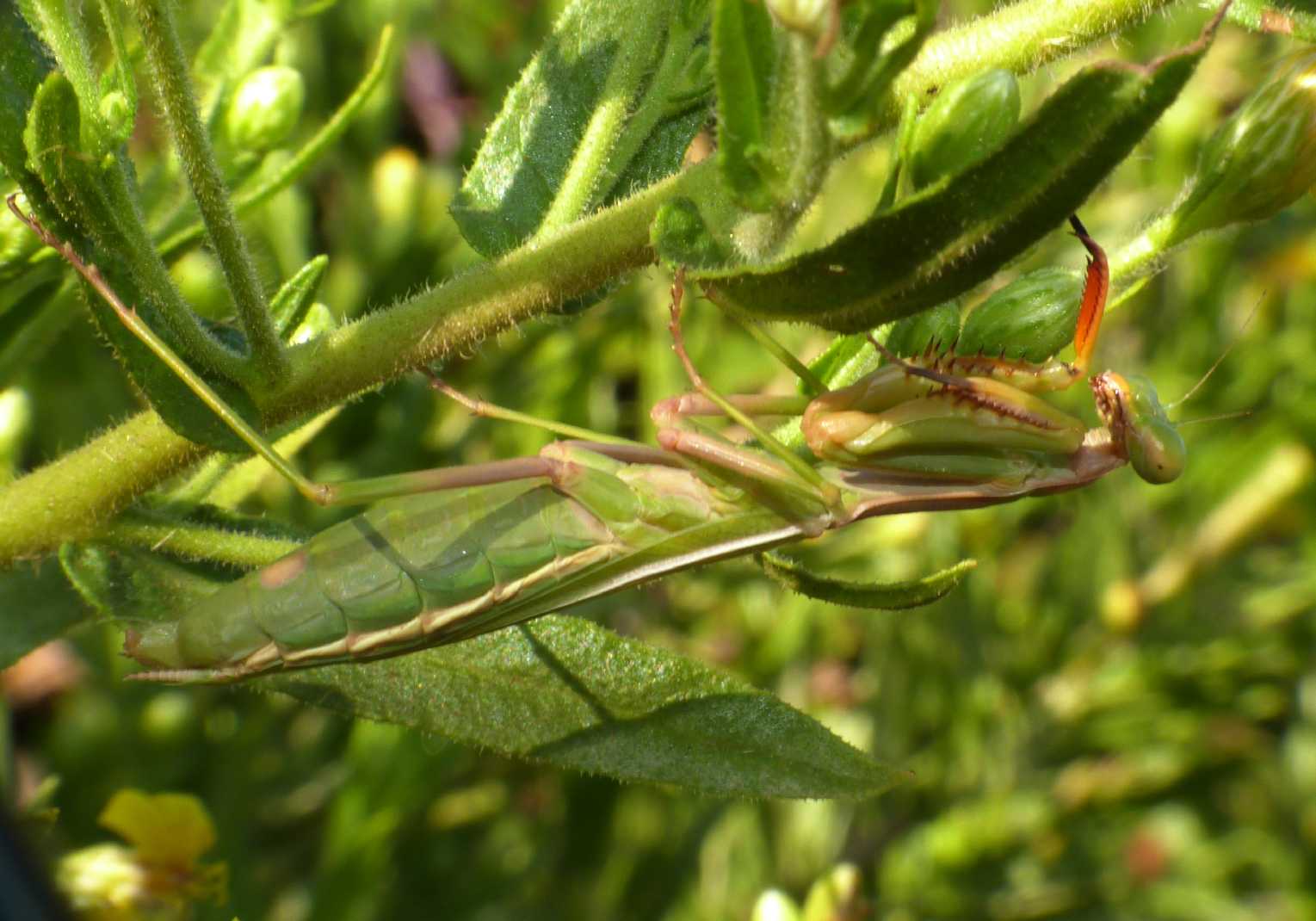 Iris oratoria in posa terrifica